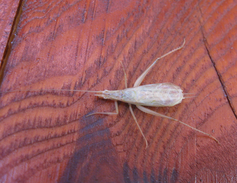 Oecanthus pellucens - pirregőtücsök