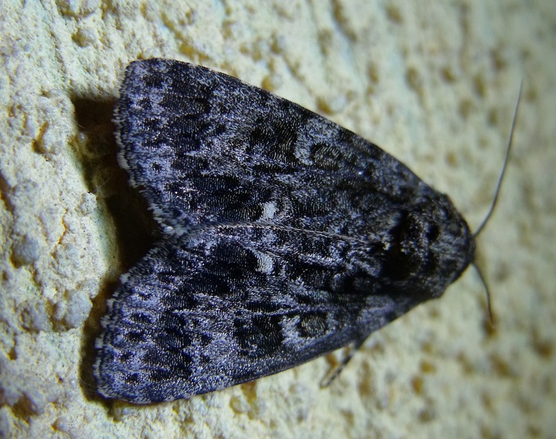 Acronicta rumicis - sóska-szigonyosbagoly Acronicta rumicis - sóska-szigonyosbagoly