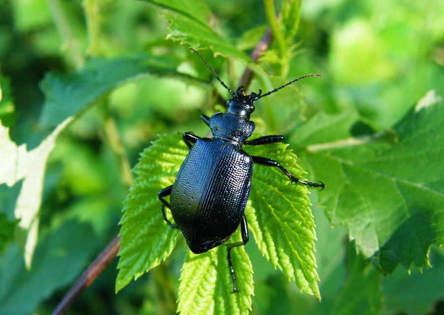 Calosoma inquisitor - kis bábrabló