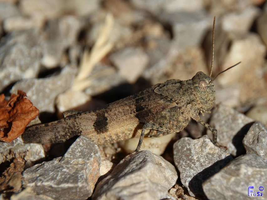 Oedipoda caerulescens - kékszárnyú sáska