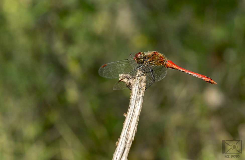 Sympetrum sanguineum - vörös katona-szitakötő