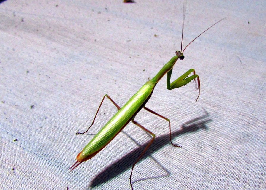 Mantis religiosa - imádkozósáska