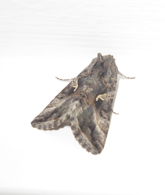 Autographa gamma - gammalepke