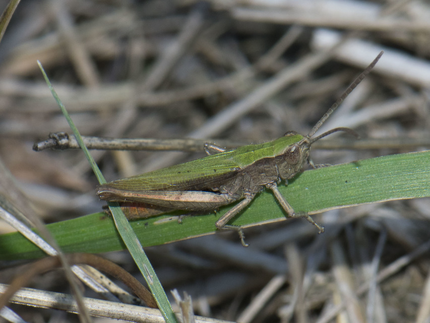 Chorthippus dorsatus - hátas rétisáska