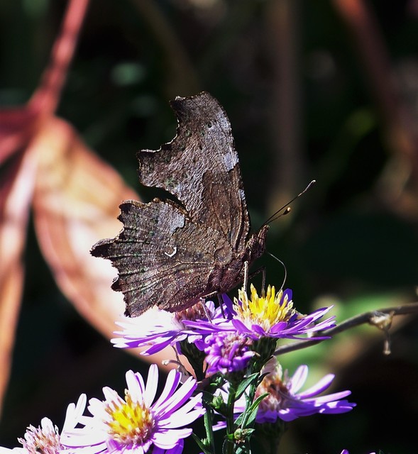 Nymphalis c-album - C-betűs lepke