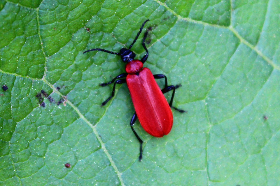 Pyrochroa coccinea - nagy bíborbogár