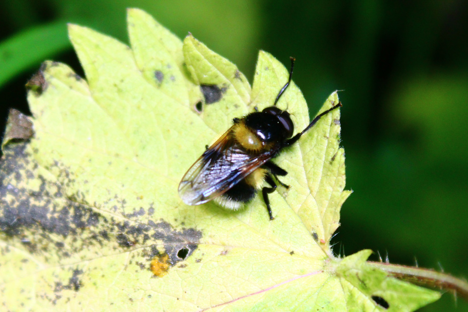 Volucella bombylans - bundás pihelégy