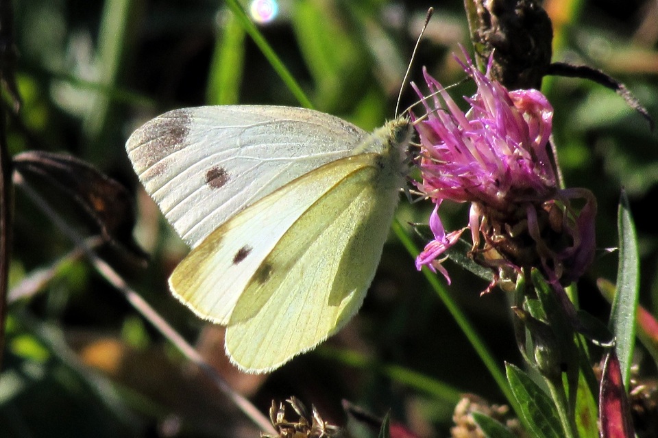 Pieris rapae - répalepke