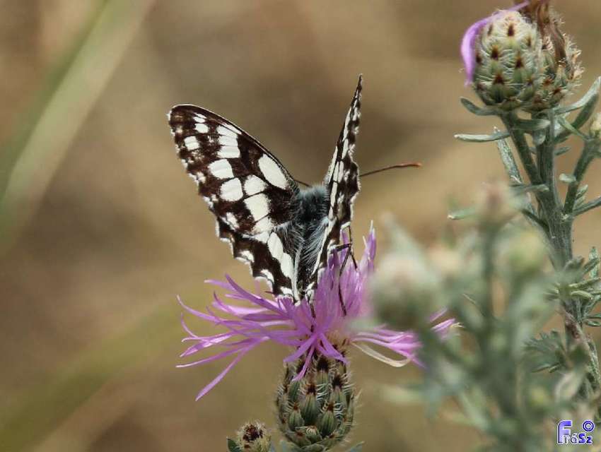 Melanargia galathea - sakktáblalepke
