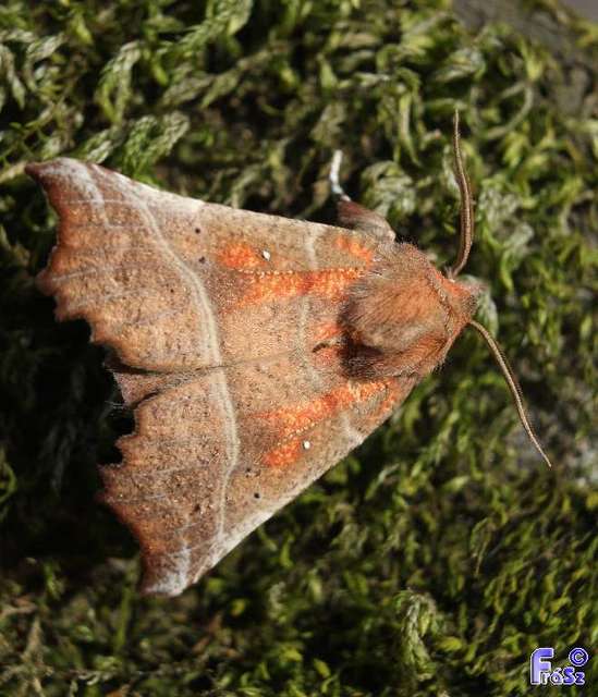 Scoliopteryx libatrix - vörös csipkésbagoly
