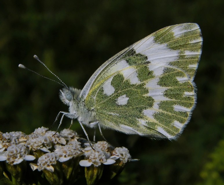 Pontia edusa - rezedalepke