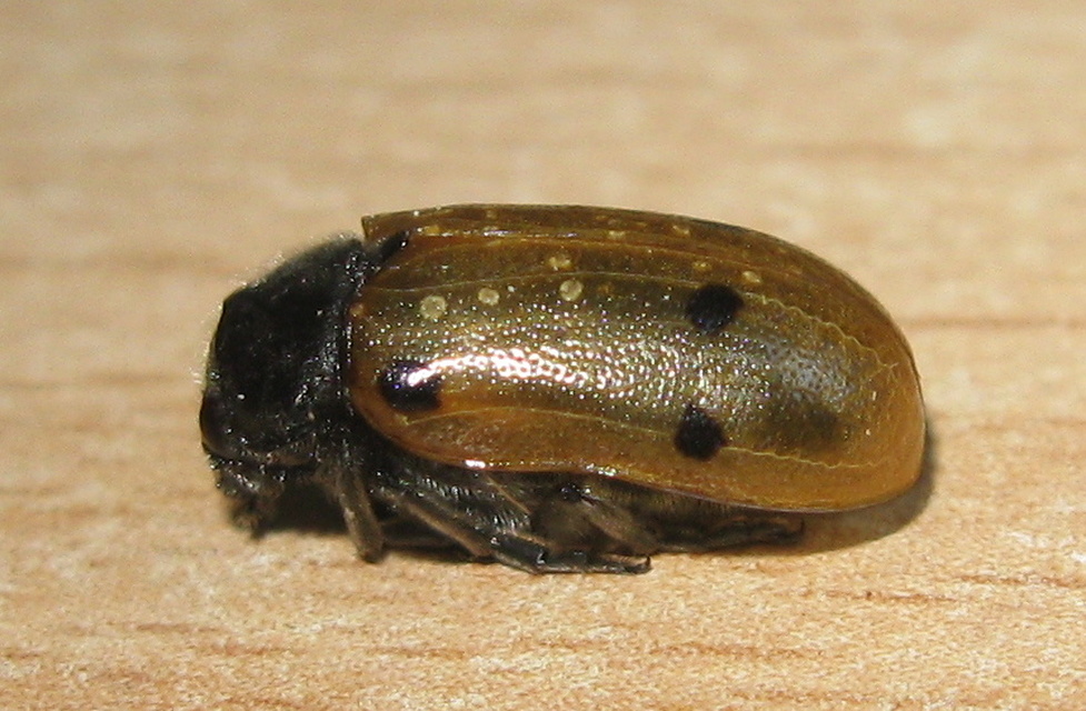 Lachnaia sexpunctata - szőrösnyakú zsákhordóbogár