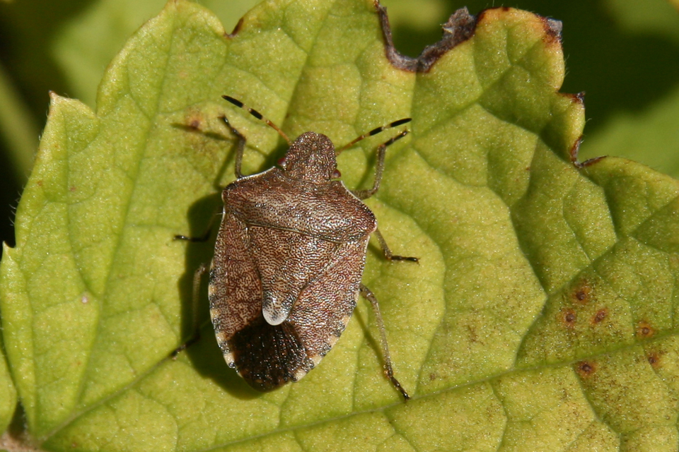 Peribalus strictus - tavaszi címerespoloska Peribalus strictus - tavaszi címerespoloska