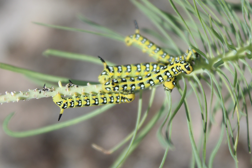 Hyles euphorbiae - kutyatejszender