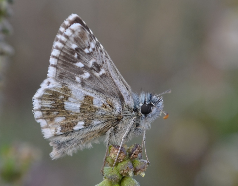 Pyrgus armoricanus - feles busalepke