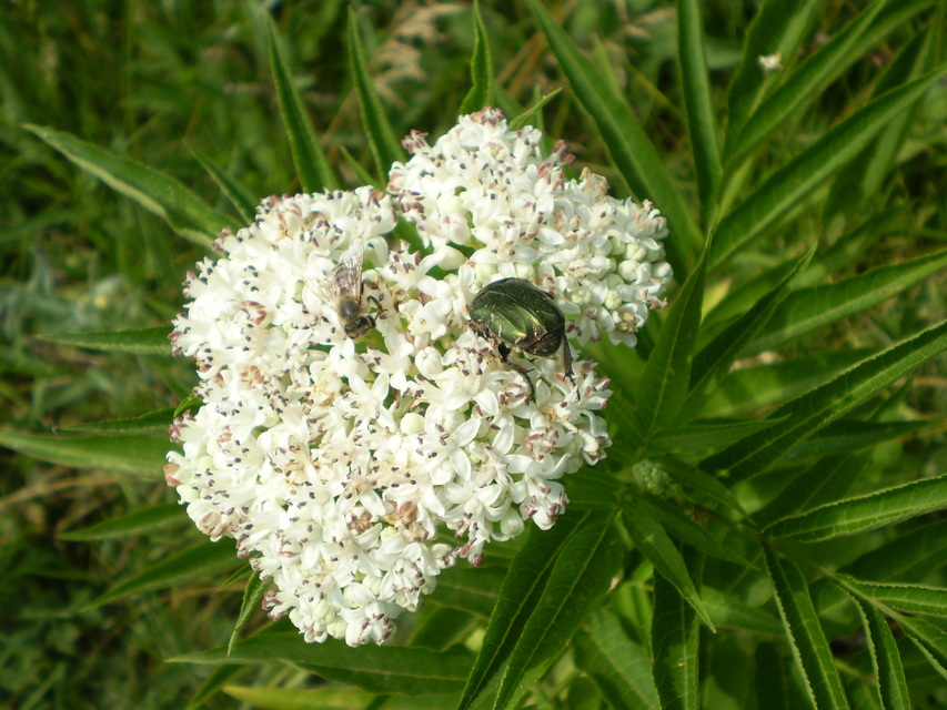 Cetonia aurata - aranyos virágbogár