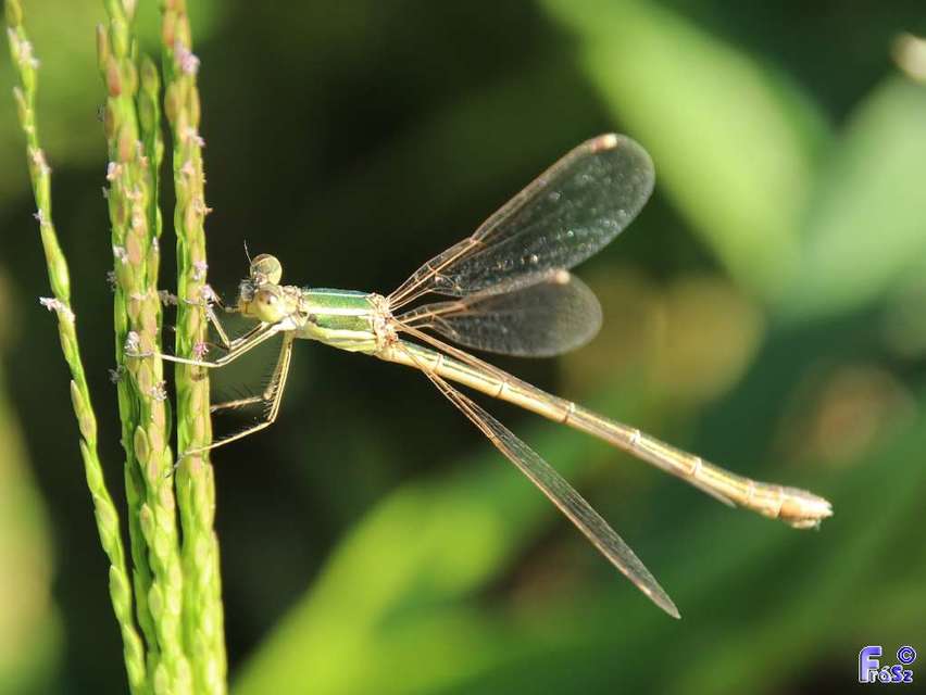 Lestes barbarus - foltosszárnyjegyű rablószitakötő