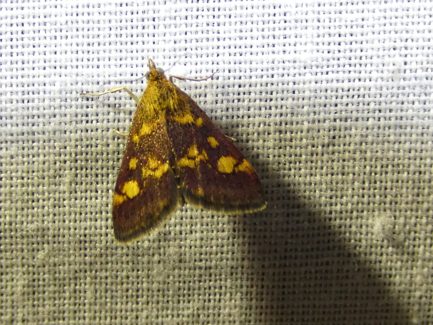 Pyrausta aurata - aranyló bíbormoly