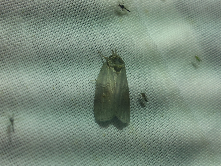 Nycteola asiatica - nyárfa-trapézbagoly