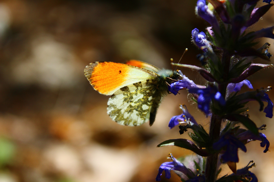 Anthocharis cardamines - hajnalpírlepke