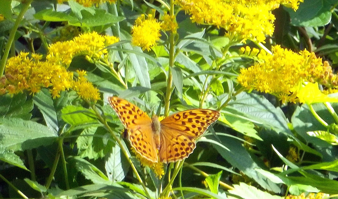 Argynnis paphia - nagy gyöngyházlepke