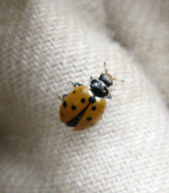 Hippodamia variegata - tizenhárompettyes katica