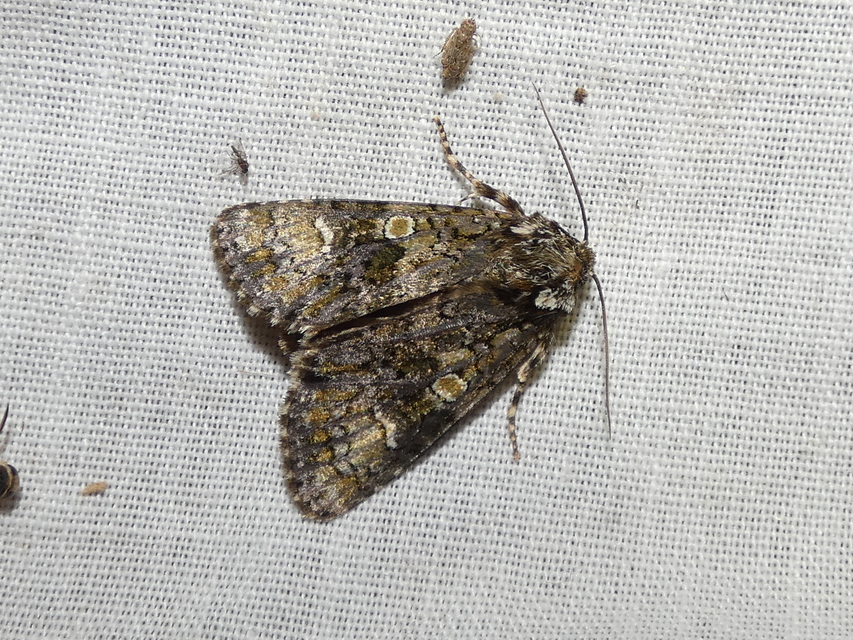 Craniophora ligustri - fagyalbagoly