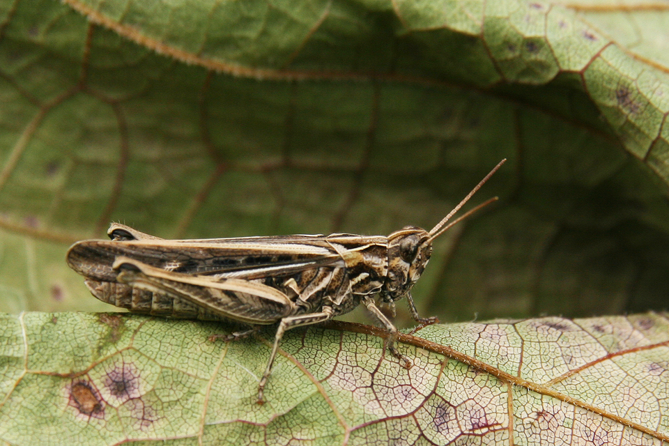 Chorthippus (Glyptobothrus) (subgenus)