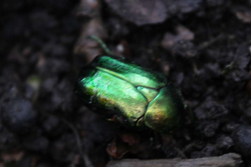 Cetonia aurata - aranyos virágbogár