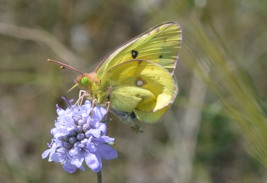 Colias chrysotheme - dolomit-kéneslepke