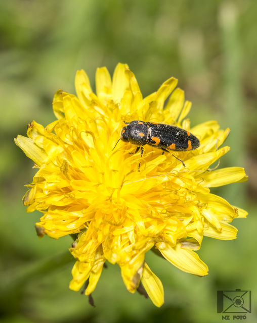 Ptosima undecimmaculata - sárgafoltos díszbogár