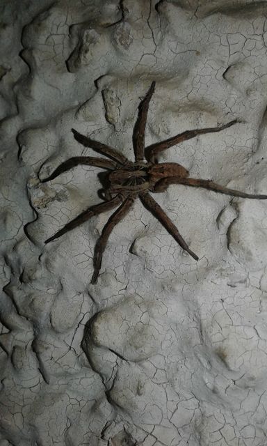 Hogna radiata - réti farkaspók