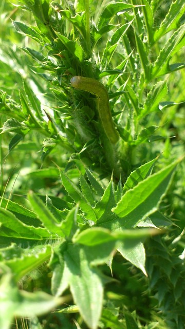 Lacanobia oleracea - saláta-kertibagoly