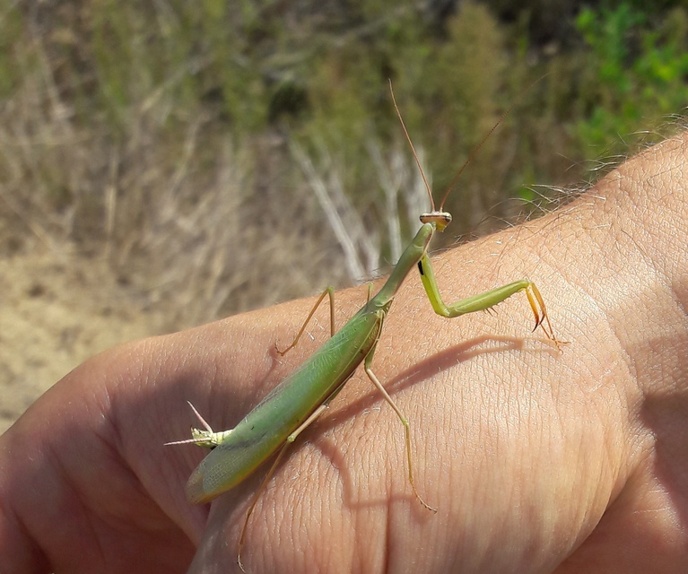 Mantis religiosa - imádkozósáska