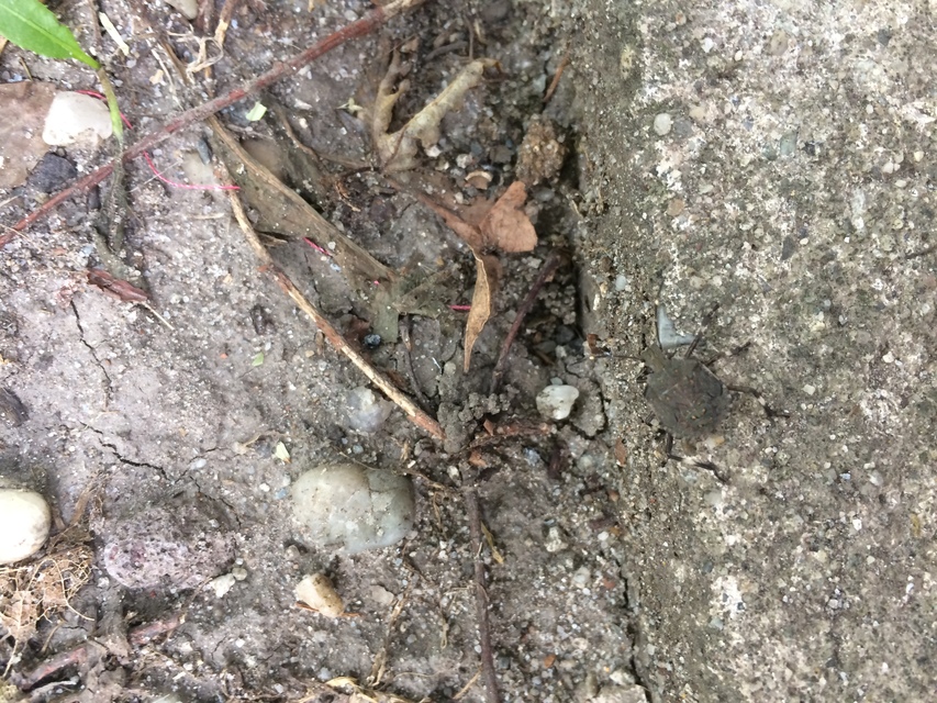 halyomorpha halys - Halyomorpha halys