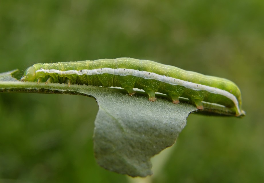 Orthosia gothica - feketefoltos barkabagoly