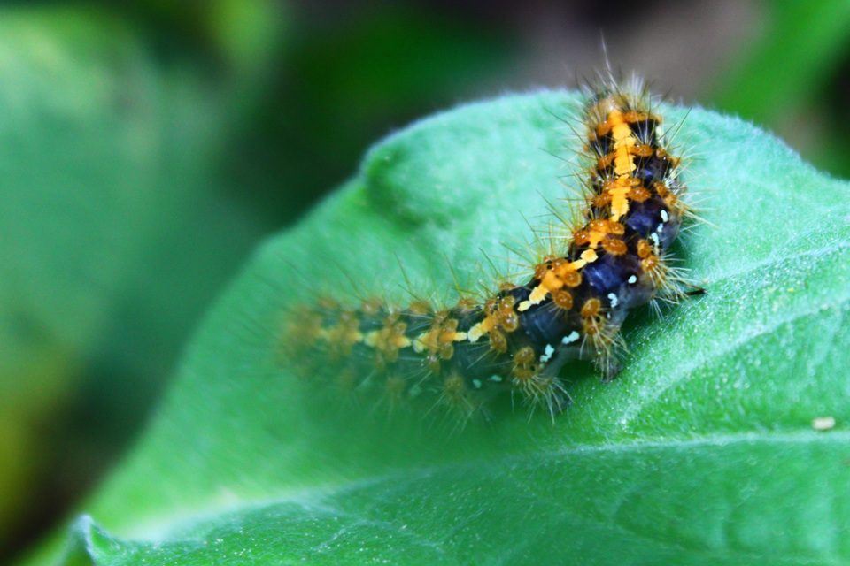 Euplagia quadripunctaria - csíkos medvelepke