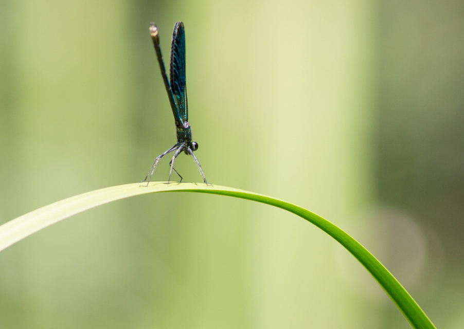 Calopteryx splendens - sávos szitakötő