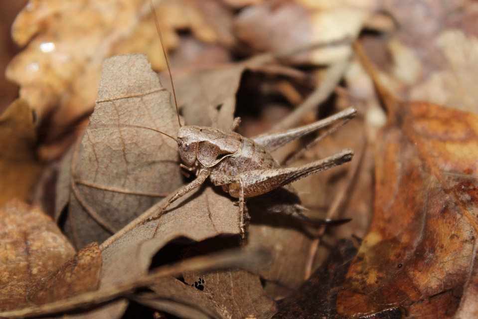 Pholidoptera griseoaptera - szürke avarszöcske