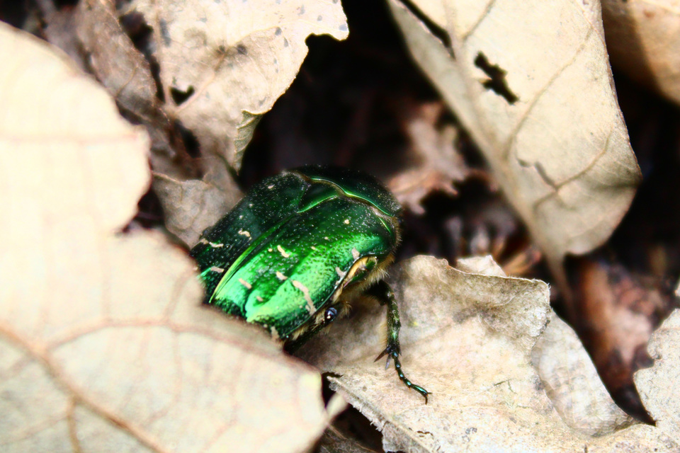 Cetonia aurata - aranyos virágbogár