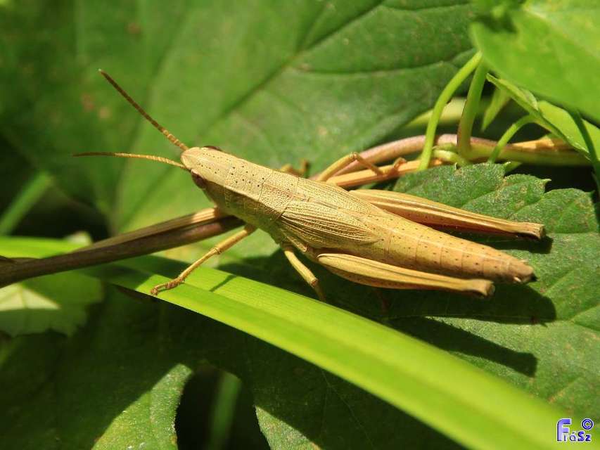 Chrysochraon dispar - aranyos sáska