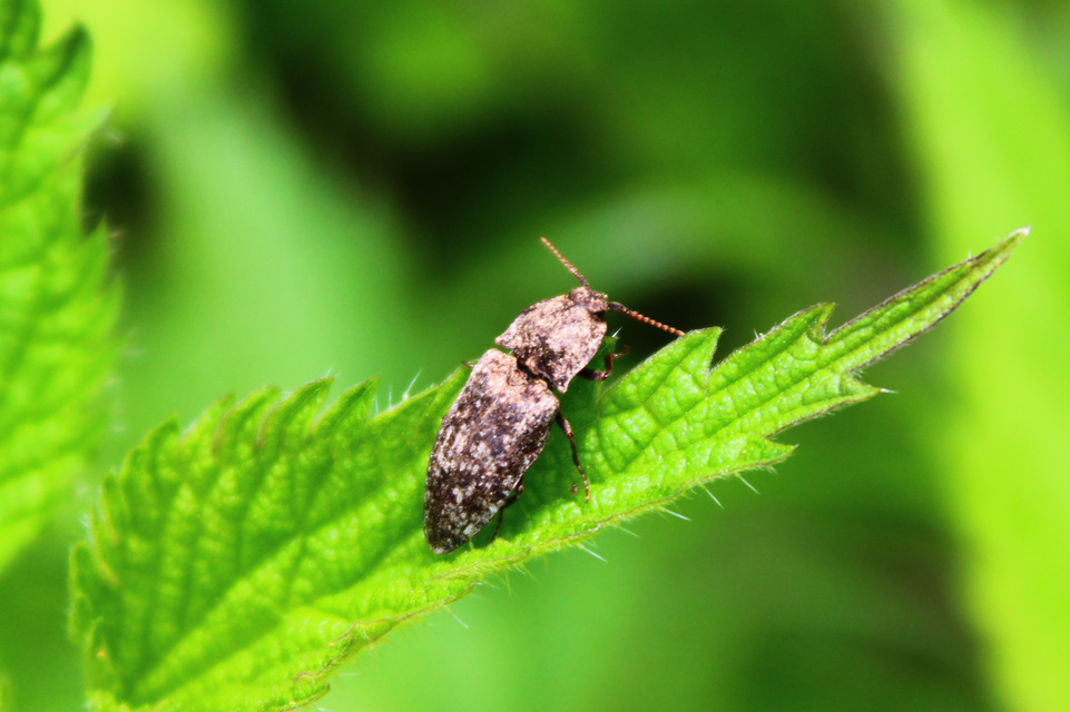 Agrypnus murinus - egérszínű pikkelyespattanó