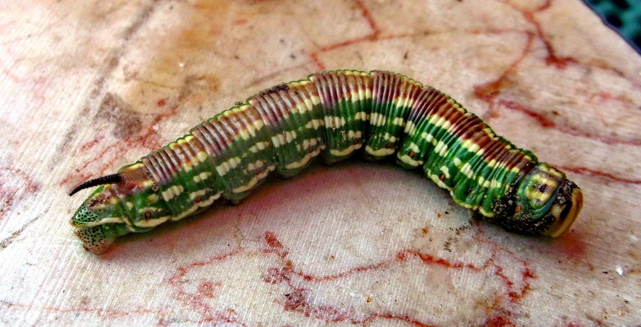 Hyloicus pinastri - fenyőszender