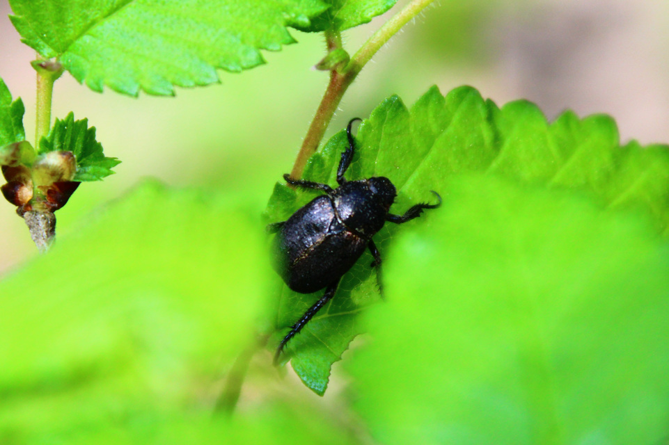 Hoplia praticola - réti virágcserebogár