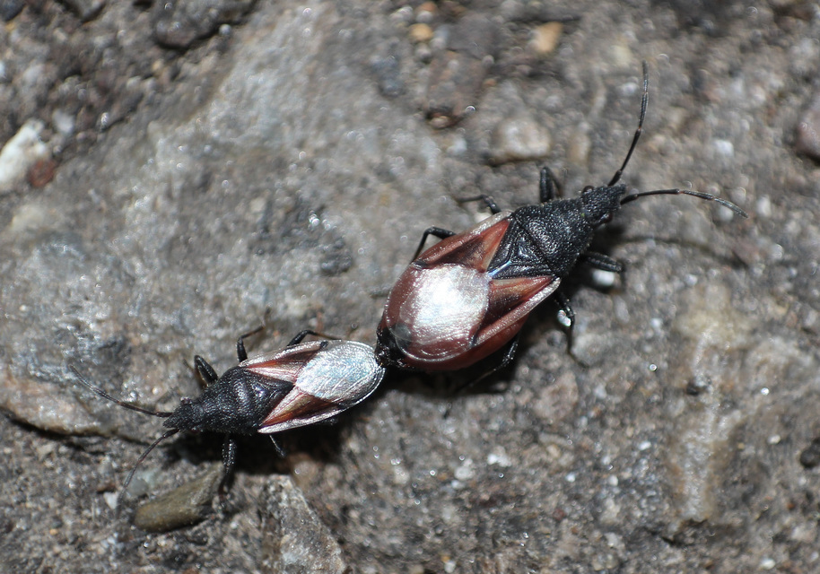 Oxycarenus lavaterae - hársbodobács