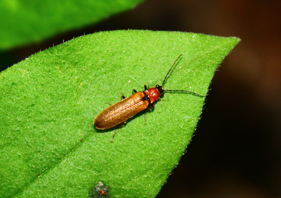 Denticollis linearis - dülledtszemű pattanó