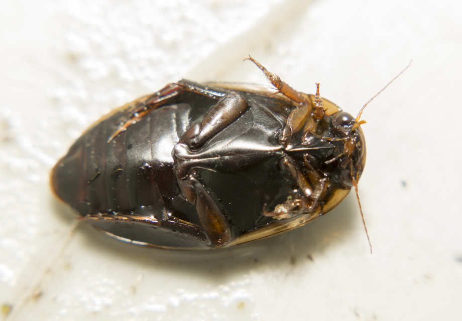 Rhantus suturalis - gyakori particsíkbogár