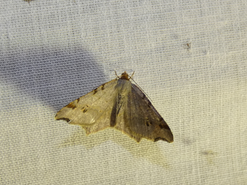 Macaria alternata - közönséges szürkearaszoló