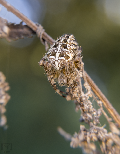 Araneus diadematus - koronás keresztespók