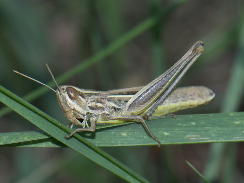 Euchorthippus declivus - rövidszárnyú rétisáska